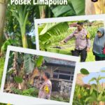 mbminvestigasi.com | _Polresta Pekanbaru Bergerak Nyata Dukung Ketahanan Pangan, Polsek Limapuluh Monitoring Tanaman Bergizi Warga_