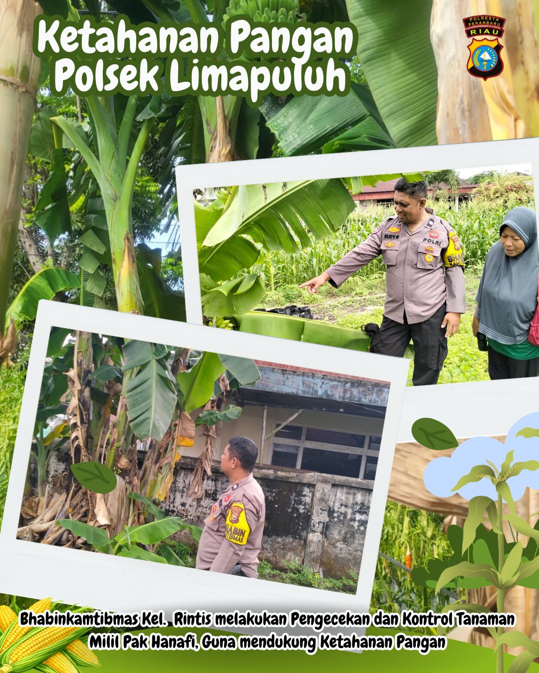mbminvestigasi.com | _Polresta Pekanbaru Bergerak Nyata Dukung Ketahanan Pangan, Polsek Limapuluh Monitoring Tanaman Bergizi Warga_