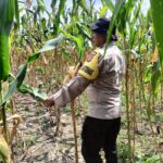 mbminvestigasi.com | Polri Cinta Petani, Polresta Pekanbaru Dampingi Perawatan Jagung Pipil Demi Ketahanan Pangan Nasional