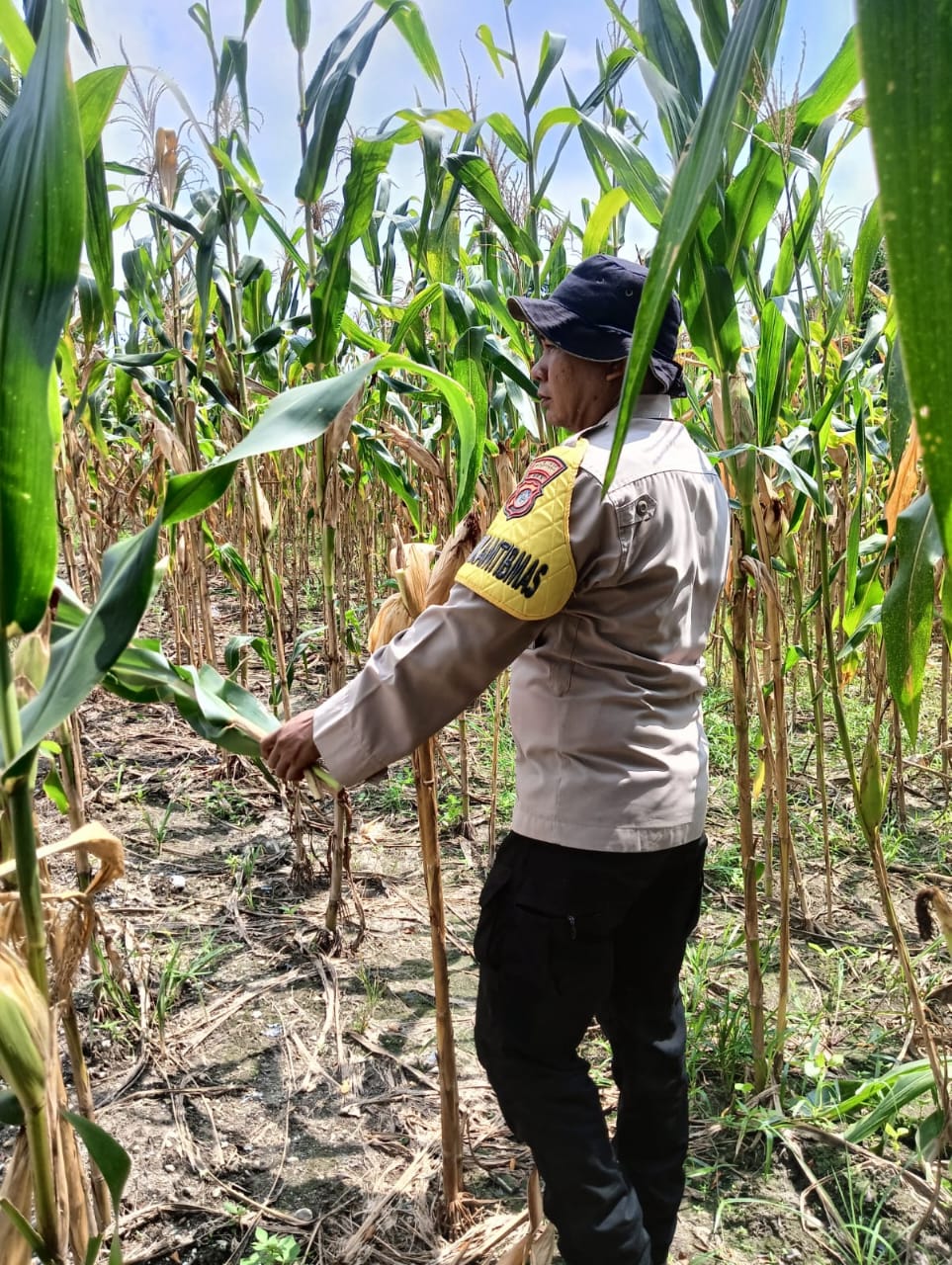 mbminvestigasi.com | Polri Cinta Petani, Polresta Pekanbaru Dampingi Perawatan Jagung Pipil Demi Ketahanan Pangan Nasional
