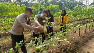 mbminvestigasi.com | Panen Sawi, Terong, dan Kangkung di Duri Kosambi, Kebersamaan Warga dan Polisi Dukung Ketahanan Pangan