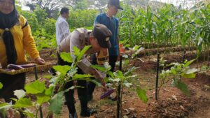 mbminvestigasi.com | Panen Sawi, Terong, dan Kangkung di Duri Kosambi, Kebersamaan Warga dan Polisi Dukung Ketahanan Pangan