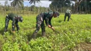 mbminvestigasi.com | Satgas Yonif 123/Rajawali Wujudkan Ketahanan Pangan di Pedalaman Papua Selatan