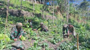mbminvestigasi.com | Wujudkan Ketahanan Pangan di Pedalaman Papua, Satgas Yonif 521/DY Dukung Kemandirian Masyarakat Distrik Kurima