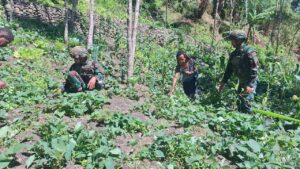 mbminvestigasi.com | Wujudkan Ketahanan Pangan di Pedalaman Papua, Satgas Yonif 521/DY Dukung Kemandirian Masyarakat Distrik Kurima