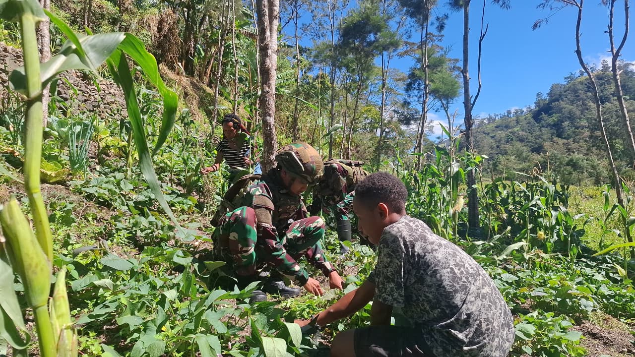 mbminvestigasi.com | Wujudkan Ketahanan Pangan di Pedalaman Papua, Satgas Yonif 521/DY Dukung Kemandirian Masyarakat Distrik Kurima