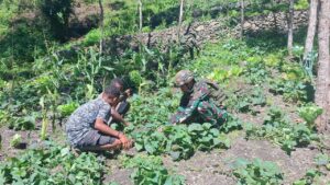 mbminvestigasi.com | Wujudkan Ketahanan Pangan di Pedalaman Papua, Satgas Yonif 521/DY Dukung Kemandirian Masyarakat Distrik Kurima