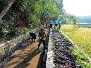 mbminvestigasi.com | Babinsa Koramil 10/Sambi Bersama Warga Bersihkan Irigasi, Dukung Ketahanan Pangan di Desa Catur
