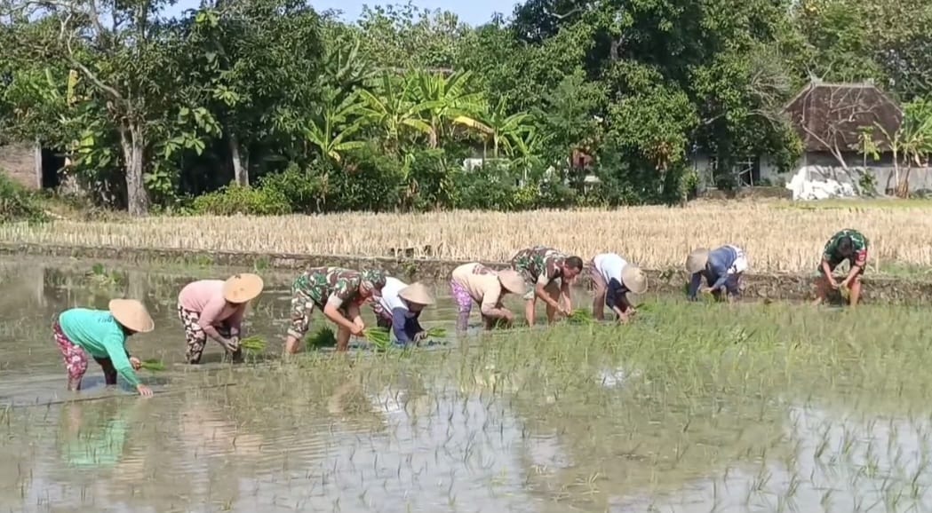 mbminvestigasi.com | Kaki Terbenam Lumpur, Semangat Tak Surut, Babinsa Doyong Dampingi Tanam Padi