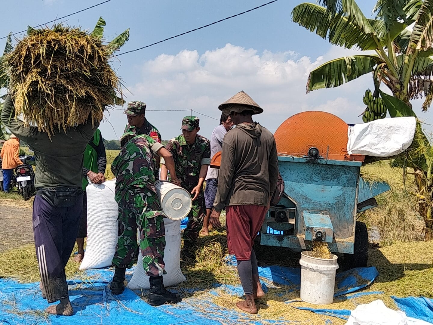 mbminvestigasi.com | Tak Hanya Mengawal, Babinsa Sukodono Ikut Memanen Harapan Petani