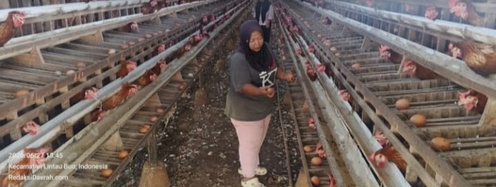mbminvestigasi.com | Harga Pakan Melambung, Harga Telur Anjlok – Peternak Ayam Petelur Tanah Datar Terjepit Kerugian