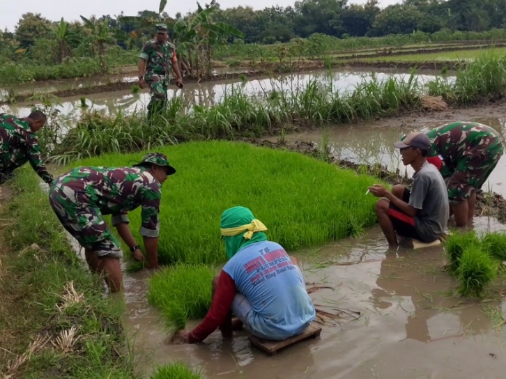 mbminvestigasi.com | Lumpur Tak Jadi Halangan, Babinsa Miri Turun Langsung Cabuti Bibit Padi Demi Ketahanan Pangan