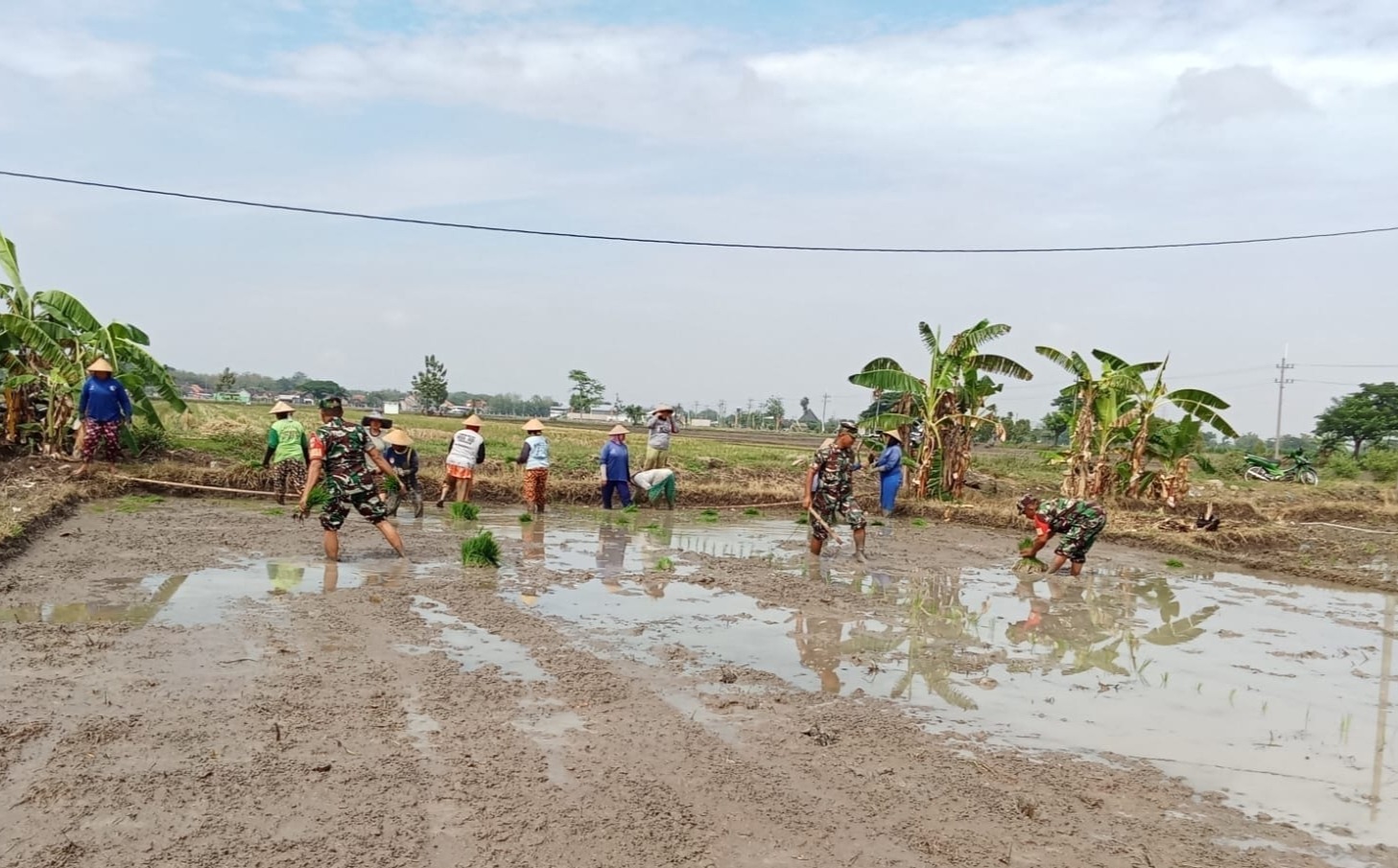mbminvestigasi.com | Dari Lumpur Sawah, Babinsa Bangun Optimisme Petani Menuju Panen Berkualitas