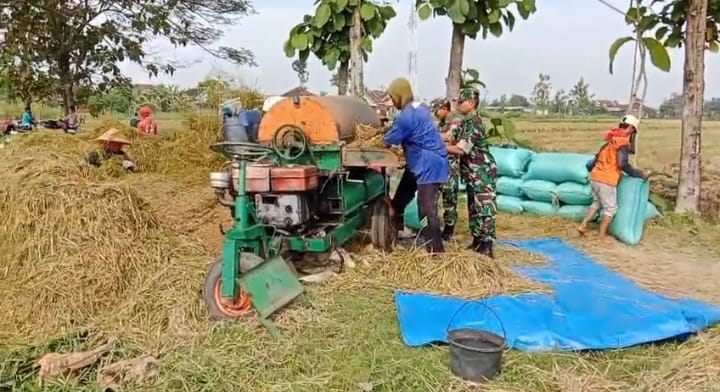 mbminvestigasi.com | Babinsa Menyatu dengan Petani, Panen Padi Jadi Bukti Kepedulian