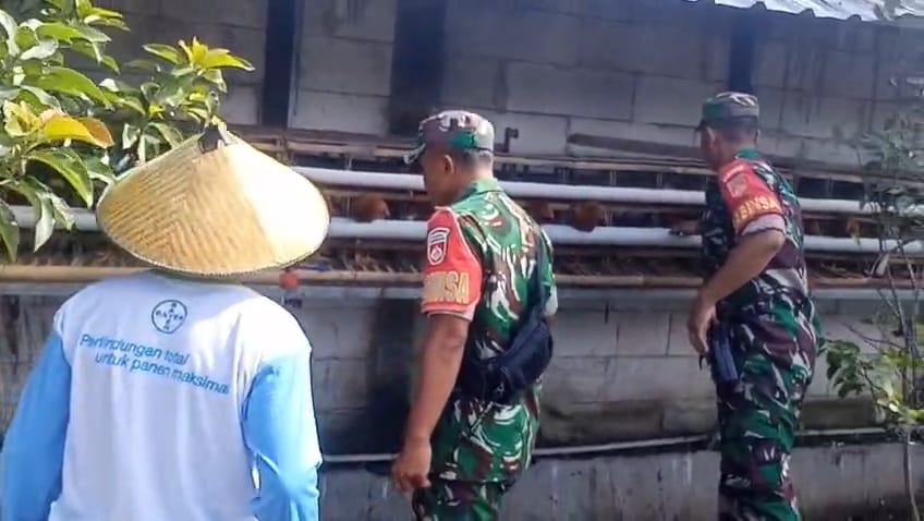 mbminvestigasi.com | Babinsa Turun ke Kandang, Pastikan Produksi Telur Tetap Stabil