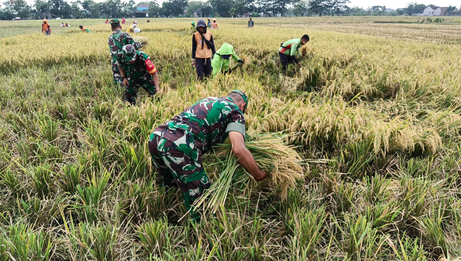 mbminvestigasi.com | Babinsa Kawal Panen, Petani Plosokerep Optimistis Produktivitas Padi Tetap Terjaga