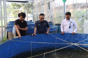 mbminvestigasi.com | 516 Ekor Lele Dipanen di SPPG Palmerah, Siap Diolah untuk Program Makan Bergizi Gratis