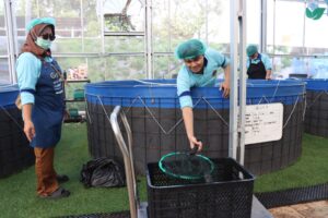 mbminvestigasi.com | 516 Ekor Lele Dipanen di SPPG Palmerah, Siap Diolah untuk Program Makan Bergizi Gratis