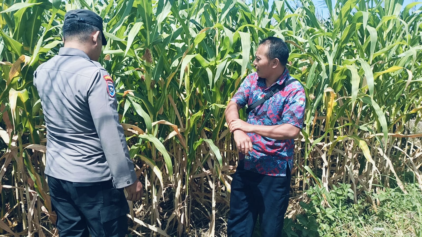 mbminvestigasi.com | Bhabinkamtibmas Polsek Sukorejo Dorong Petani Optimalkan Lahan Produktif