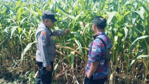 mbminvestigasi.com | Bhabinkamtibmas Polsek Sukorejo Dorong Petani Optimalkan Lahan Produktif