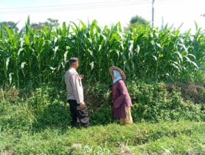 mbminvestigasi.com | Optimistis Panen Bagus, Bhabinkamtibmas Laporkan Tanaman Jagung di Gunting Tumbuh Subur