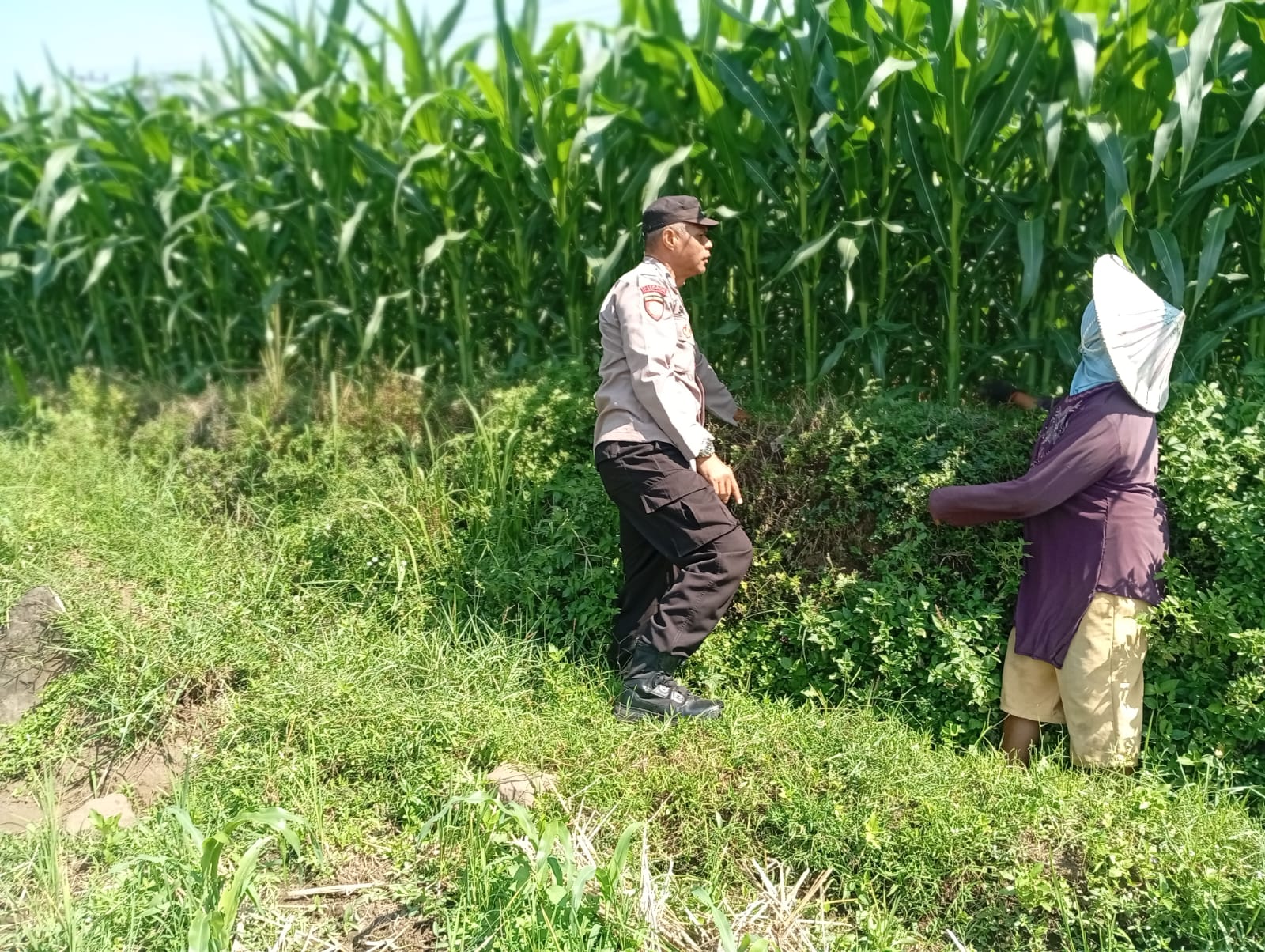mbminvestigasi.com | Optimistis Panen Bagus, Bhabinkamtibmas Laporkan Tanaman Jagung di Gunting Tumbuh Subur