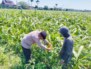 mbminvestigasi.com | Bhabinkamtibmas Semampir Turun ke Lahan Jagung, Edukasi Petani Dukung Swasembada Pangan Nasional