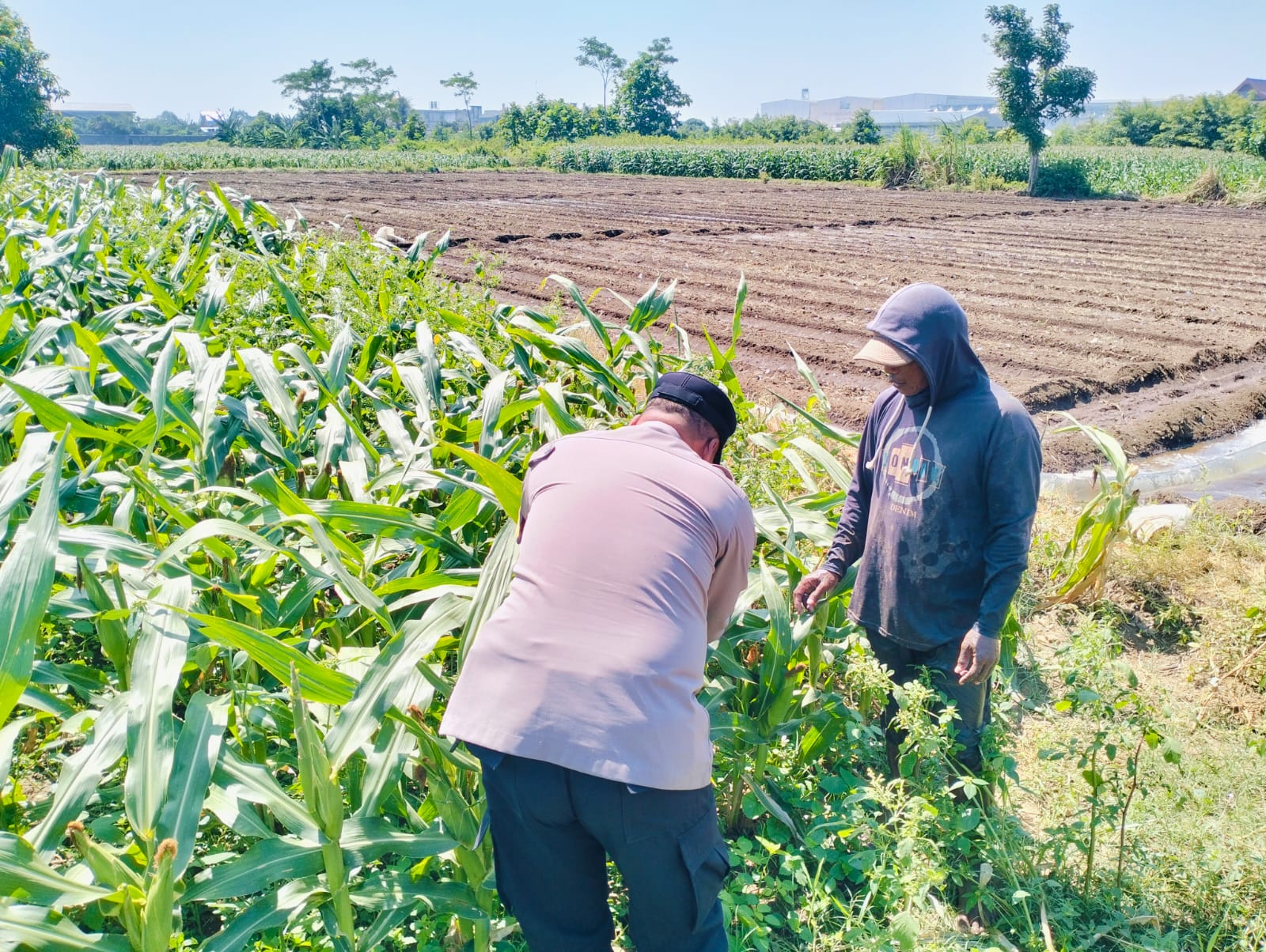 mbminvestigasi.com | Bhabinkamtibmas Semampir Turun ke Lahan Jagung, Edukasi Petani Dukung Swasembada Pangan Nasional