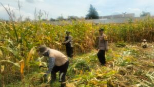 mbminvestigasi.com | Hasil Panen Jagung di Karangjati Terpantau Baik, Bhabinkamtibmas Dukung Ketahanan Pangan Bersama Petani
