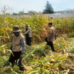 mbminvestigasi.com | Hasil Panen Jagung di Karangjati Terpantau Baik, Bhabinkamtibmas Dukung Ketahanan Pangan Bersama Petani