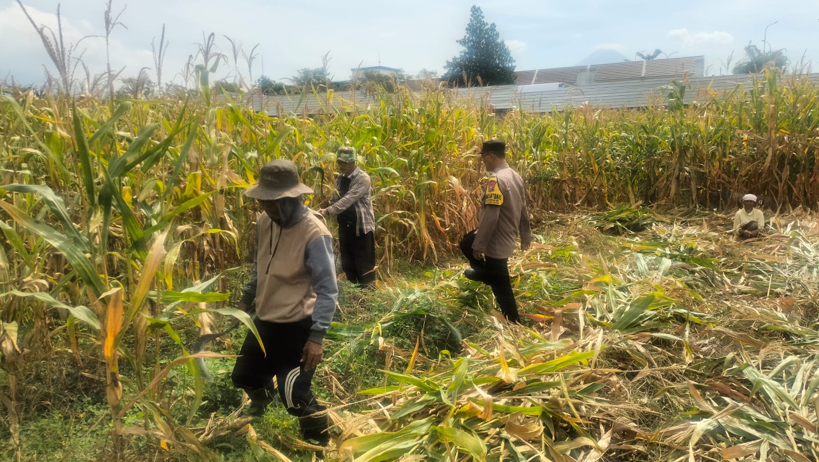 mbminvestigasi.com | Hasil Panen Jagung di Karangjati Terpantau Baik, Bhabinkamtibmas Dukung Ketahanan Pangan Bersama Petani