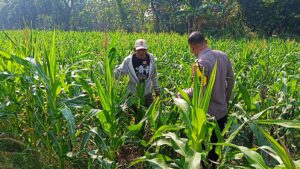 mbminvestigasi.com | Bhabinkamtibmas Polsek Tarokan Cek Lahan Jagung dan Edukasi Petani, Dukung Swasembada Pangan Nasional