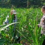 mbminvestigasi.com | Bhabinkamtibmas Polsek Tarokan Cek Lahan Jagung dan Edukasi Petani, Dukung Swasembada Pangan Nasional