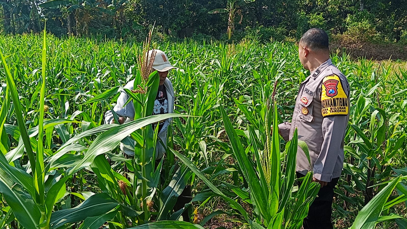 mbminvestigasi.com | Bhabinkamtibmas Polsek Tarokan Cek Lahan Jagung dan Edukasi Petani, Dukung Swasembada Pangan Nasional