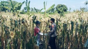 mbminvestigasi.com | BHABINKAMTIBMAS SUKOREJO GERAKKAN MASYARAKAT MANFAATKAN LAHAN DUKUNG KETAHANAN PANGAN NASIONAL