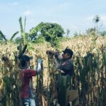 mbminvestigasi.com | BHABINKAMTIBMAS SUKOREJO GERAKKAN MASYARAKAT MANFAATKAN LAHAN DUKUNG KETAHANAN PANGAN NASIONAL
