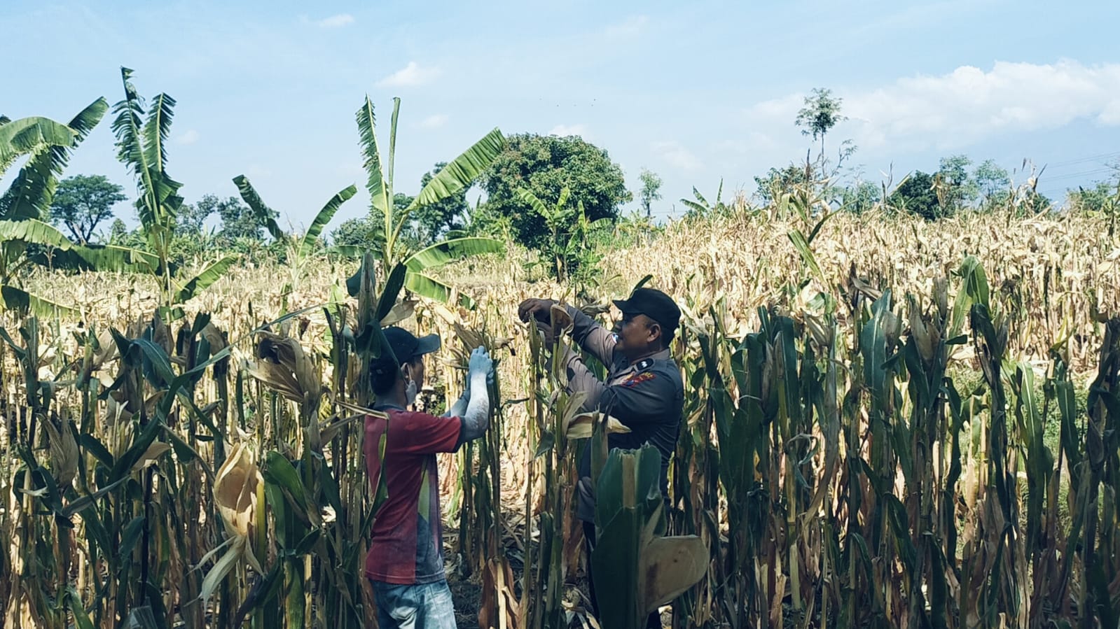 mbminvestigasi.com | BHABINKAMTIBMAS SUKOREJO GERAKKAN MASYARAKAT MANFAATKAN LAHAN DUKUNG KETAHANAN PANGAN NASIONAL