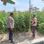 mbminvestigasi.com | Bhabinkamtibmas Kelurahan Manisrenggo Dampingi Petani Jagung, Wujudkan Ketahanan Pangan Menuju Swasembada Nasional