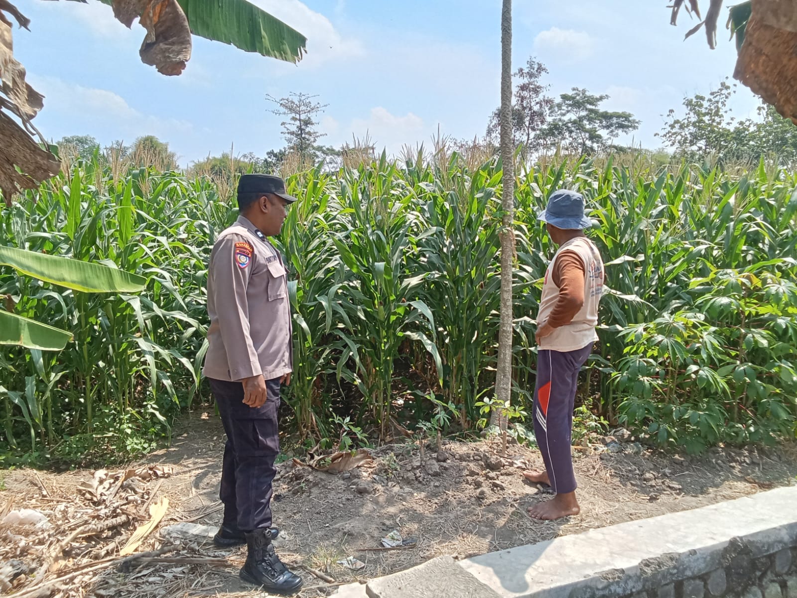 mbminvestigasi.com | Bhabinkamtibmas Kelurahan Manisrenggo Dampingi Petani Jagung, Wujudkan Ketahanan Pangan Menuju Swasembada Nasional mbminvestigasi.com | Bhabinkamtibmas Kelurahan Manisrenggo Dampingi Petani Jagung, Wujudkan Ketahanan Pangan Menuju Swasembada Nasional