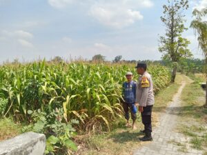 mbminvestigasi.com | Bhabinkamtibmas Kelurahan Manisrenggo Dampingi Petani Jagung, Wujudkan Ketahanan Pangan Menuju Swasembada Nasional mbminvestigasi.com | Bhabinkamtibmas Kelurahan Manisrenggo Dampingi Petani Jagung, Wujudkan Ketahanan Pangan Menuju Swasembada Nasional