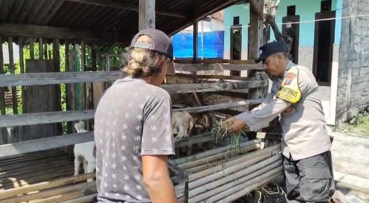 mbminvestigasi.com | Pantauan Bhabinkamtibmas, Budidaya Kambing di Kauman Tunjukkan Perkembangan Positif