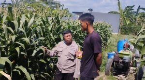 mbminvestigasi.com | Bhabinkamtibmas Lirboyo Edukasi Petani Jagung, Perkuat Ketahanan Pangan Menuju Swasembada Nasional