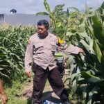 mbminvestigasi.com | Bhabinkamtibmas Lirboyo Edukasi Petani Jagung, Perkuat Ketahanan Pangan Menuju Swasembada Nasional