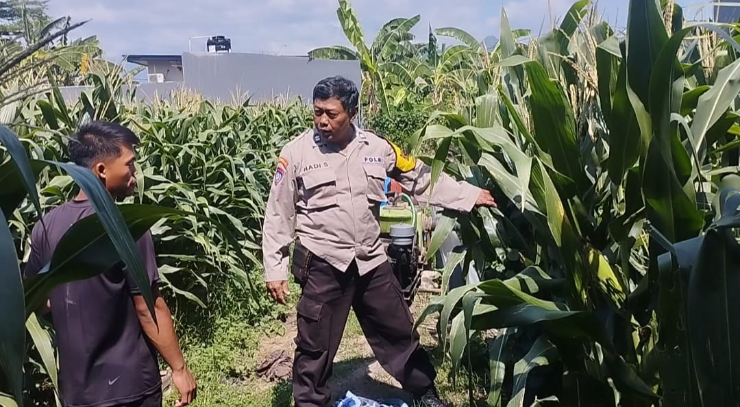 mbminvestigasi.com | Bhabinkamtibmas Lirboyo Edukasi Petani Jagung, Perkuat Ketahanan Pangan Menuju Swasembada Nasional