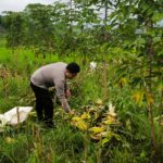 mbminvestigasi.com | Bhabinkamtibmas Desa Puhsarang Dampingi Petani Panen Jagung, Perkuat Ketahanan Pangan Nasional
