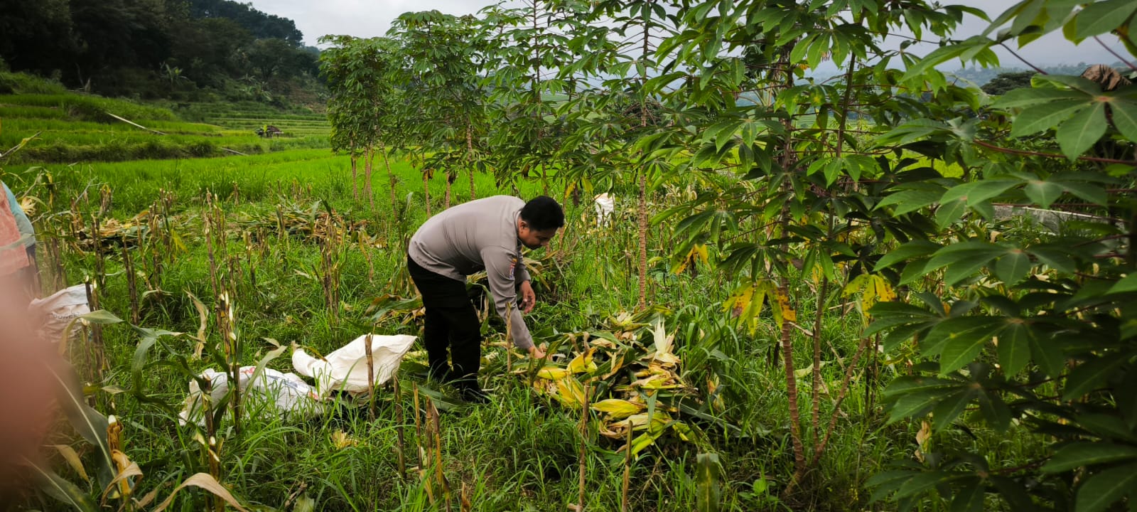 mbminvestigasi.com | Bhabinkamtibmas Desa Puhsarang Dampingi Petani Panen Jagung, Perkuat Ketahanan Pangan Nasional