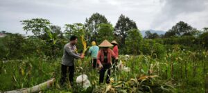 mbminvestigasi.com | Bhabinkamtibmas Desa Puhsarang Dampingi Petani Panen Jagung, Perkuat Ketahanan Pangan Nasional