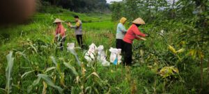 mbminvestigasi.com | Bhabinkamtibmas Desa Puhsarang Dampingi Petani Panen Jagung, Perkuat Ketahanan Pangan Nasional