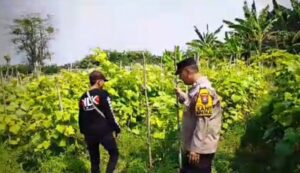 mbminvestigasi.com | Tanaman Mentimun di Siyar Tumbuh Baik, Bhabinkamtibmas Dukung Ketahanan Pangan Bersama Warga