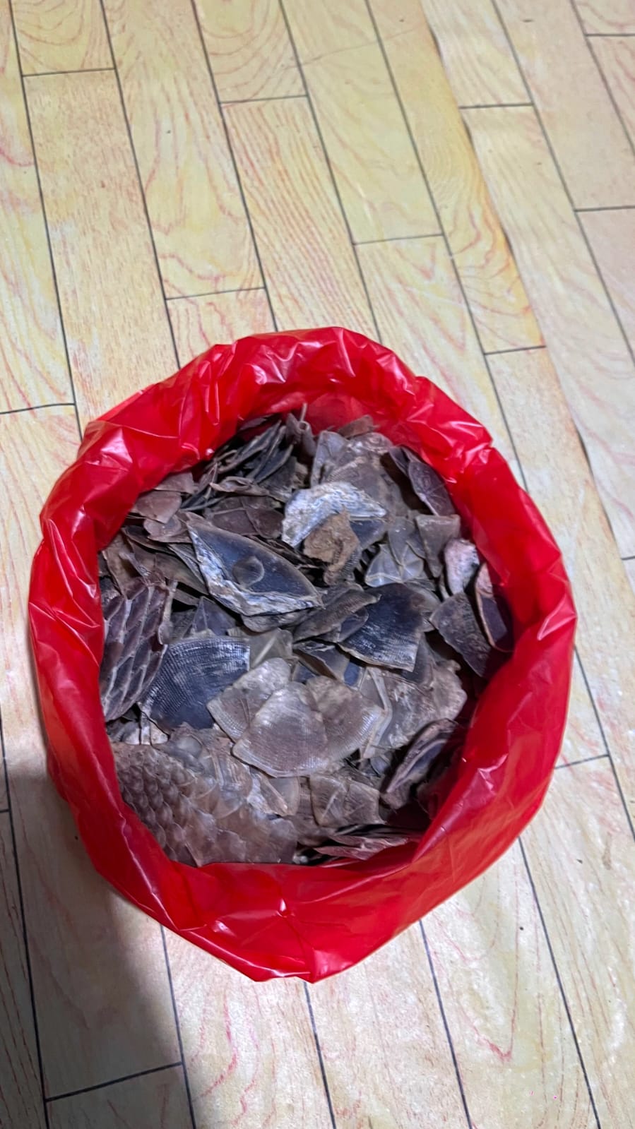 mbminvestigasi.com | Pendekatan Humanis Satgas Pamtas RI-Malaysia Yonarmed19/Bogani Berbuah Hasil, Warga Perbatasan Sukarela Serahkan 1 Kg Sisik Trenggiling